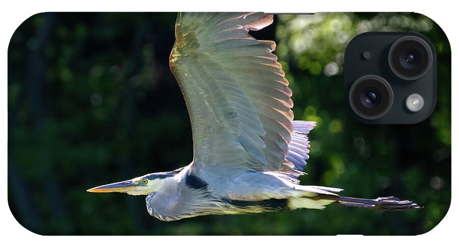 Heron iPhone Case featuring the photograph GBH Flying Low 3 by Flinn Hackett