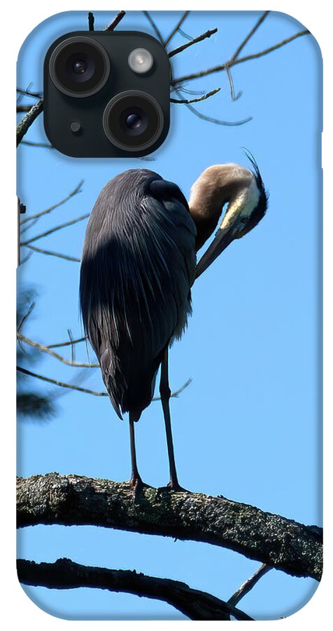 Gbh iPhone Case featuring the photograph GBH Preening in Tree by Flinn Hackett