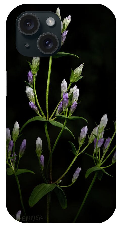 Gentians iPhone Case featuring the photograph Gentians by Fred Denner