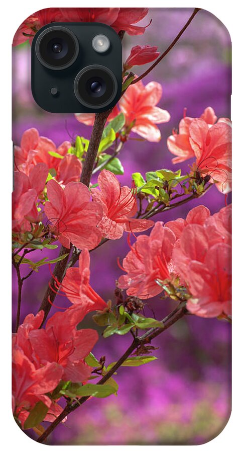  iPhone Case featuring the photograph Gentle Red Blooms Of Rhododendron Kaempferi by Jenny Rainbow