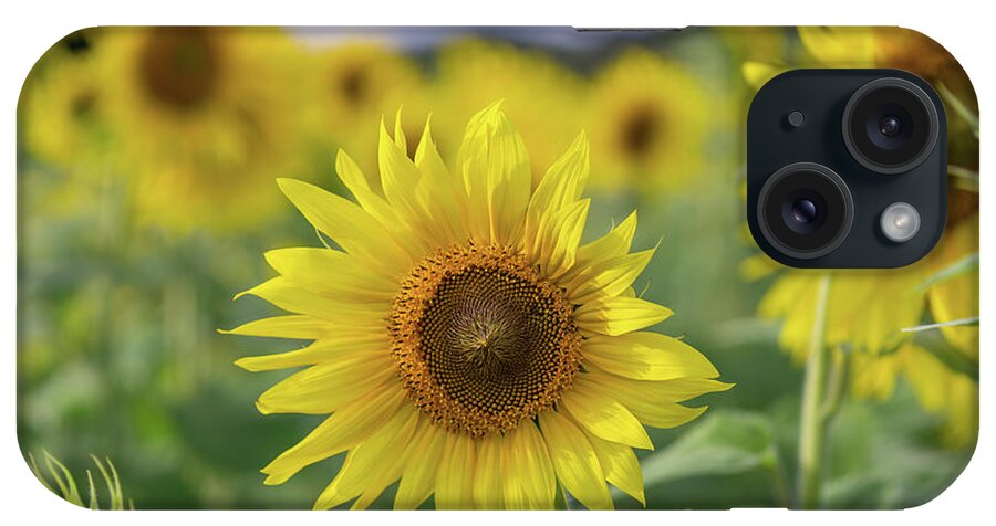 2017 iPhone Case featuring the photograph Georgia Sunflowers by David R Robinson