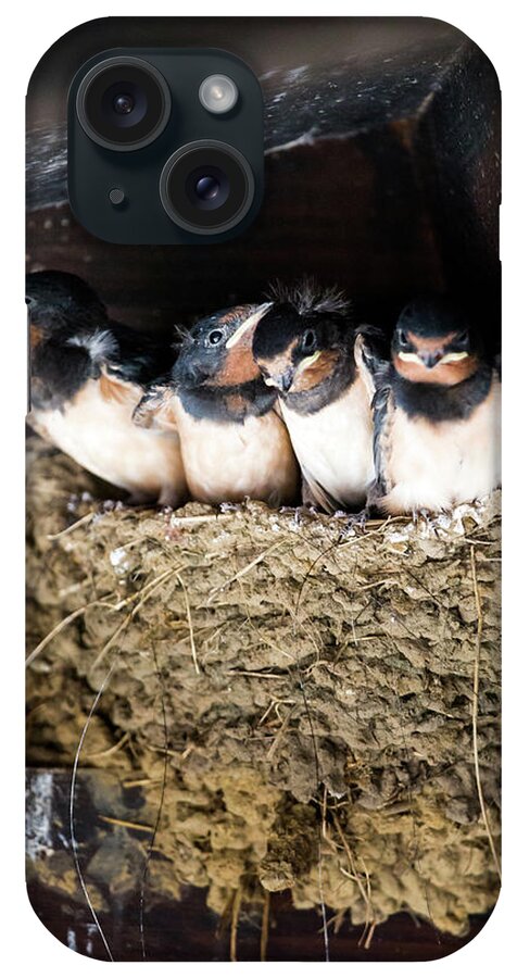 Agricultural Building iPhone Case featuring the photograph Getting ready to fly - Swallow chicks by Anita Nicholson