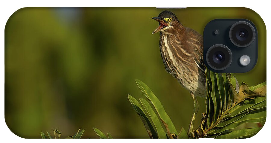 Green Heron iPhone Case featuring the photograph GH Talking 1 by RD Allen