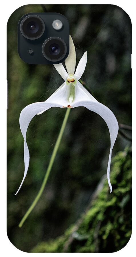 Dendrophylax Lindenii iPhone Case featuring the photograph Ghost Orchid 3 by Rudy Wilms