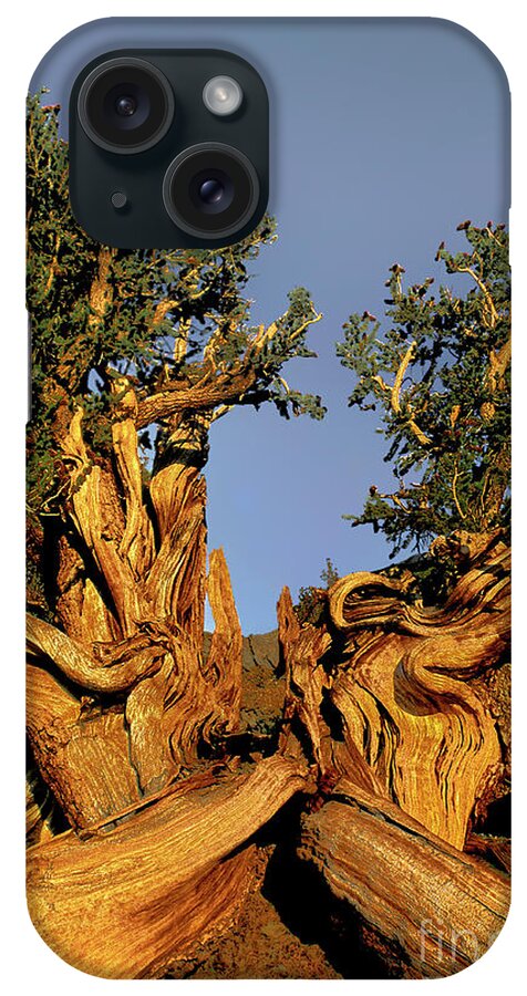 Dave Welling iPhone Case featuring the photograph Giant Ancient Bristlecone Pine Tree Pinus Longeava White Mou by Dave Welling