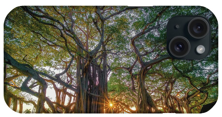 Strangler Ficus iPhone Case featuring the photograph Giant Banyan Ficus at Phipps Park West Palm Beach by Kim Seng