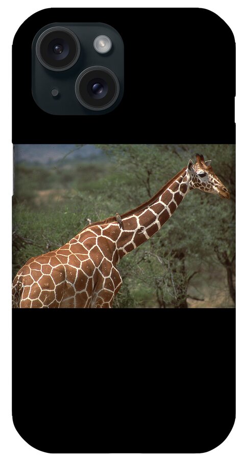 Africa iPhone Case featuring the photograph Giraffe and Bird Passenger by Russel Considine
