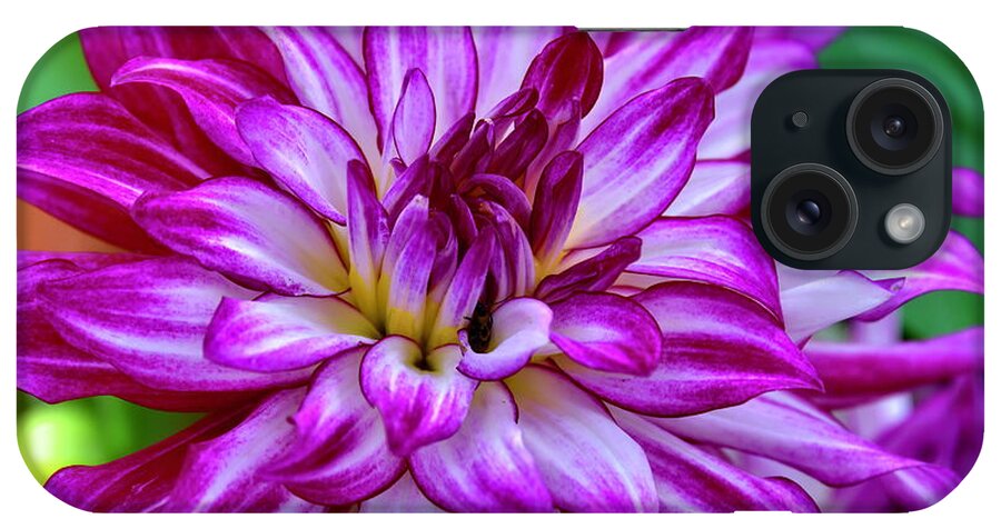 Flower iPhone Case featuring the photograph GoGo Two Tone Dahlia by Diana Mary Sharpton