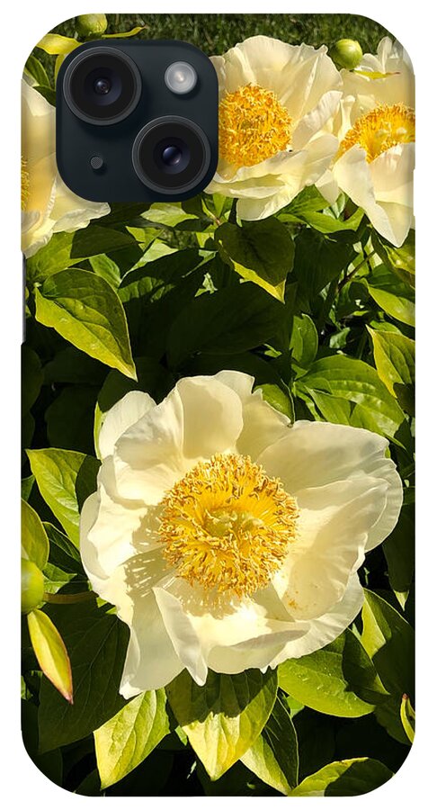 Flower iPhone Case featuring the photograph Golden Angel Peonies by Russel Considine