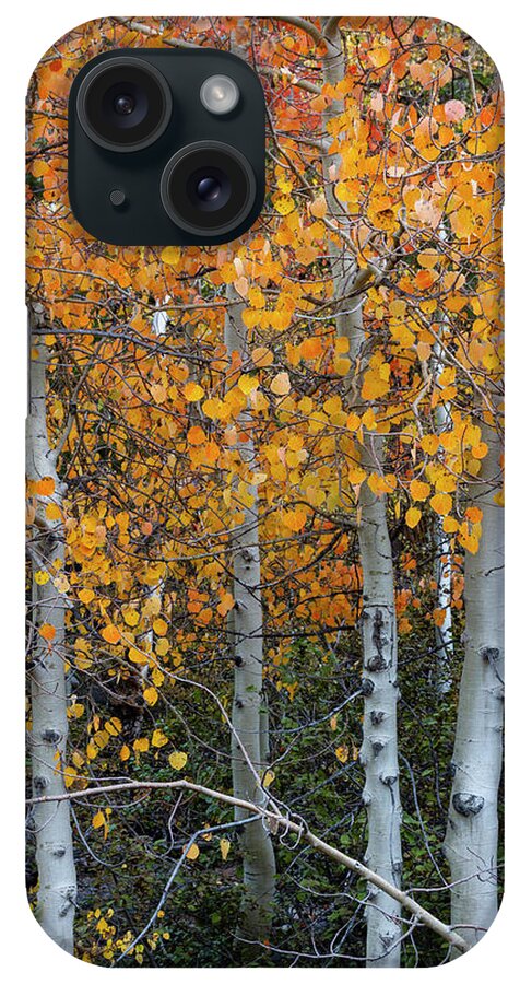 North America iPhone Case featuring the photograph Golden Aspens of Sonora Pass by Mark Miller