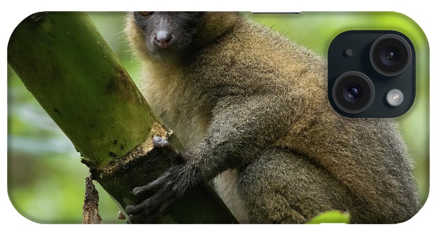 Golden Bamboo Lemur iPhone Case featuring the photograph Golden Bamboo Lemur2 by Eva Lechner