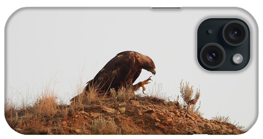 Golden Eagle iPhone Case featuring the photograph Golden Eagle Scratch by Amanda R Wright