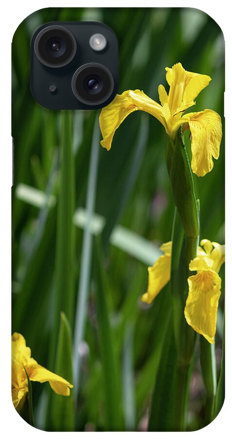 Photograph iPhone Case featuring the photograph Golden Iris Garden by Suzanne Gaff