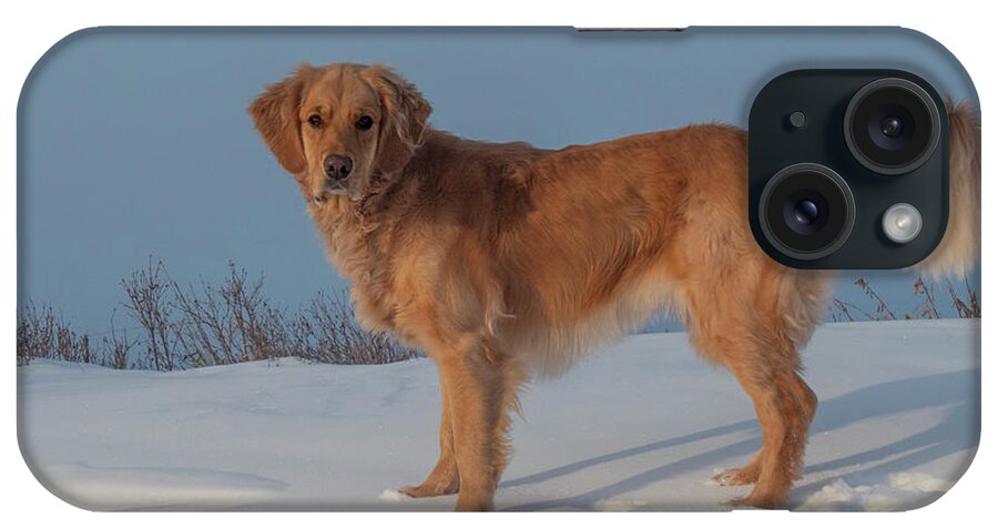 Golden Retriever iPhone Case featuring the photograph Golden Retriever On A Winter Day by Phil And Karen Rispin