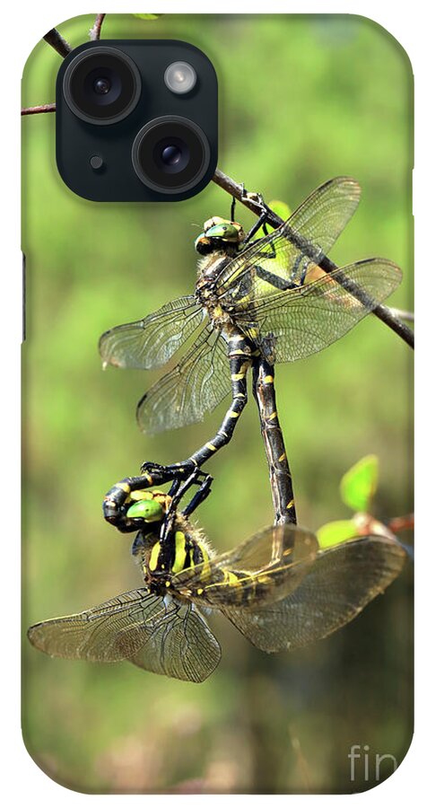 Golden iPhone Case featuring the photograph Golden-ringed dragonfly Cordulegaster boltonii by Frederic Bourrigaud