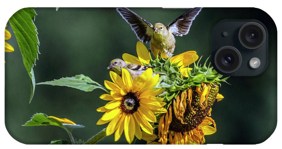 Animal iPhone Case featuring the photograph Goldfinches and Sunflowers by Kristine Anderson