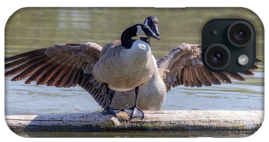 Canada Geese iPhone Case featuring the photograph Goose Hugs - Canada Goose Mating Behavior by Susan Rissi Tregoning