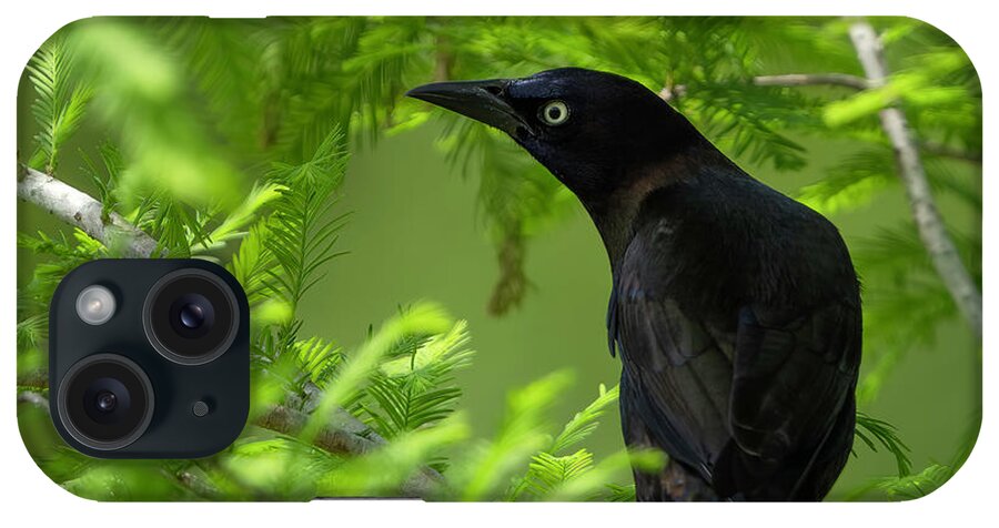 Backyard iPhone Case featuring the photograph Grackle Bird by Larry Marshall