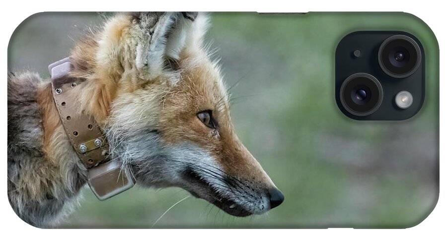 Red Fox iPhone Case featuring the photograph Grand Tetons Collared Fox by Belinda Greb