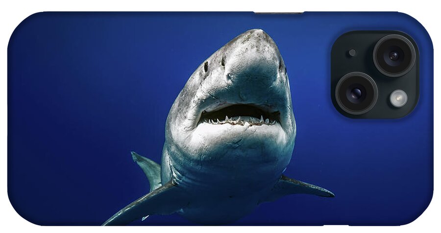 White Shark iPhone Case featuring the photograph Grandma Great white portrait by Juan Sharks