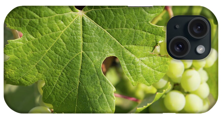 Grape Leaf iPhone Case featuring the photograph Grape leaf by Fabiano Di Paolo