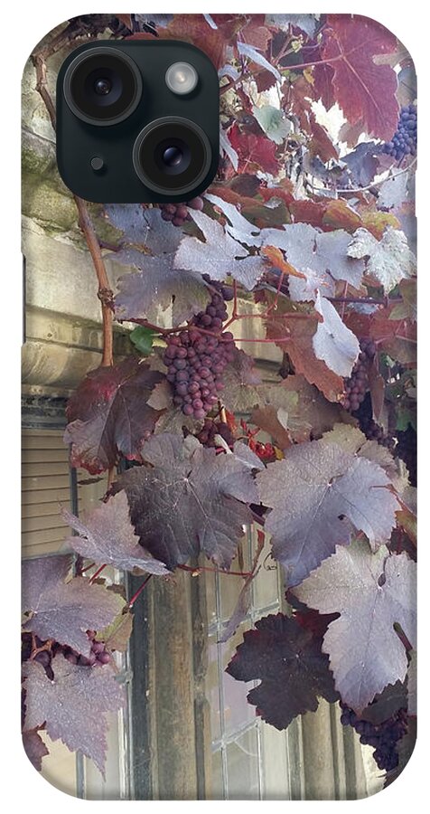 Grapes iPhone Case featuring the photograph Grapevines in Castle Combe by Roxy Rich