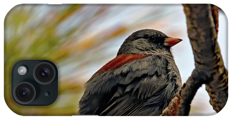 Utah iPhone Case featuring the photograph Gray-headed Junco In Red Canyon by Jennifer Robin
