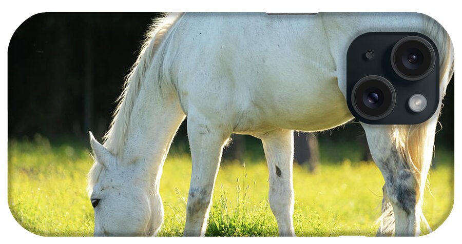 Horse iPhone Case featuring the photograph Grazing Horse at Sunset by Rachel Morrison