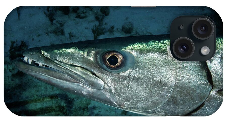 Barracuda iPhone Case featuring the photograph Great Barracuda by Brian Weber