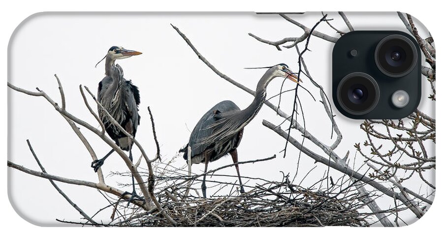 Stillwater Wildlife Refuge iPhone Case featuring the photograph Great Blue Heron 12 by Rick Mosher