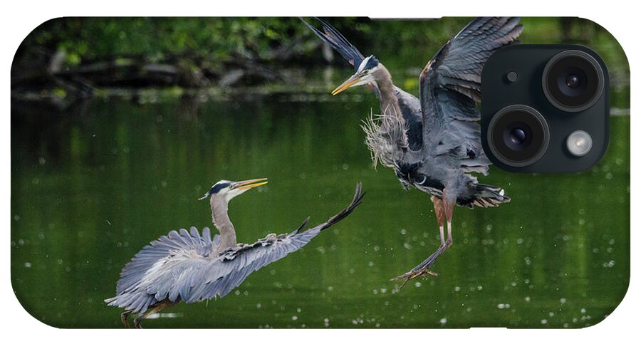 Heron iPhone Case featuring the photograph Great Blue Heron Battle by Kristine Anderson