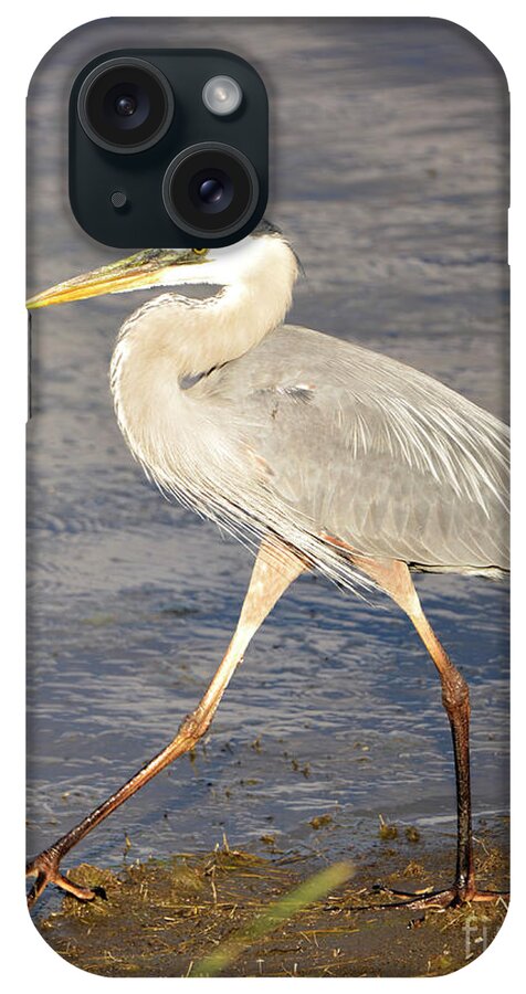 Denise Bruchman Photography iPhone Case featuring the photograph Great Blue Heron Evening Stroll by Denise Bruchman