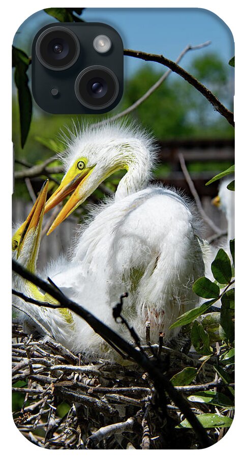 Great Egret iPhone Case featuring the photograph Great Egret Chicks by John Black