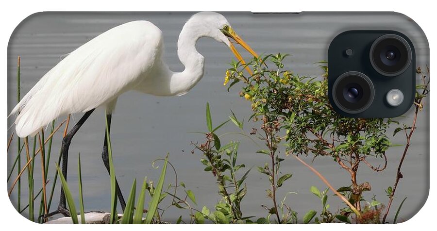 Great Egret iPhone Case featuring the photograph Great Egret in Photo Session 4 by Mingming Jiang
