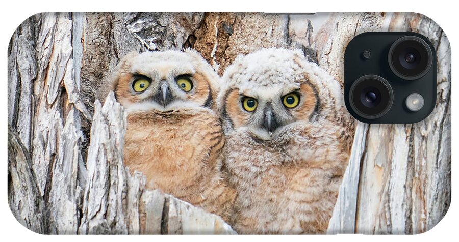 Great Horned Owls iPhone Case featuring the photograph Great Horned Owl Babies by Judi Dressler