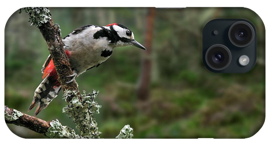 Great Spotted Woodpecker iPhone Case featuring the photograph Great Spotted Woodpecker in Pine Forest by Arterra Picture Library