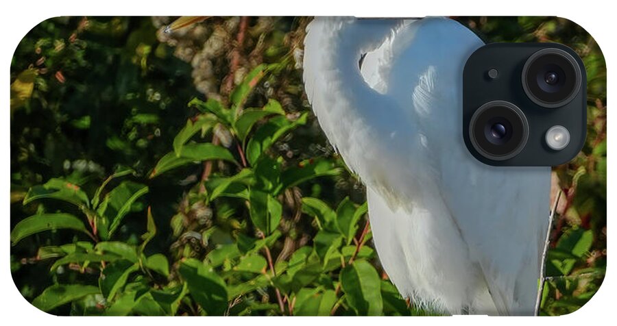 Autumn Colors iPhone Case featuring the photograph Great White Egret at Bombay Hook by Kathi Isserman