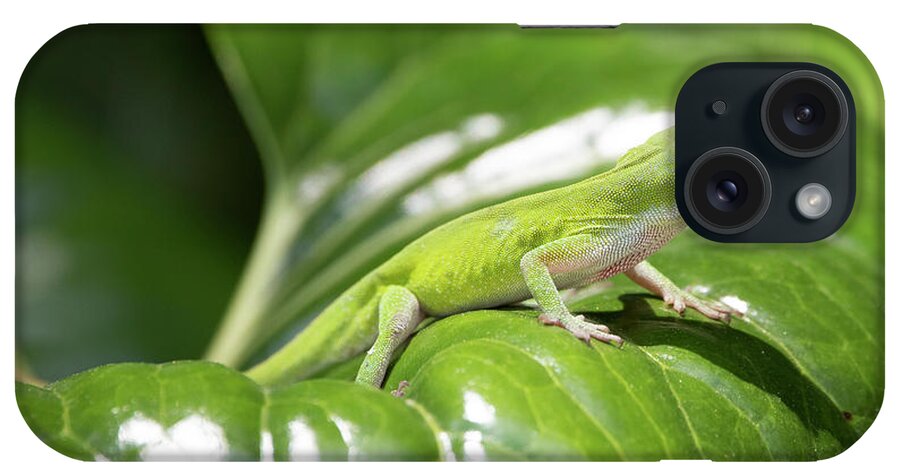 Nature iPhone Case featuring the photograph Green Anole by David Salter