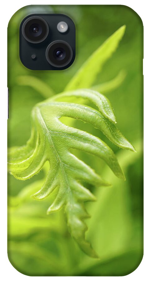 Green iPhone Case featuring the photograph Green fern leaves by Lilia S