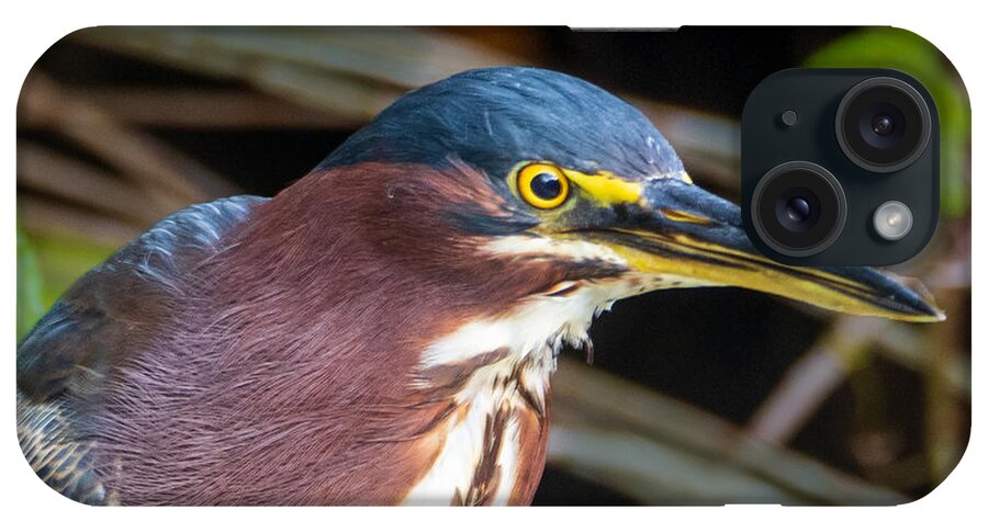 Green Heron iPhone Case featuring the photograph Green Heron in Largo Florida by L Bosco