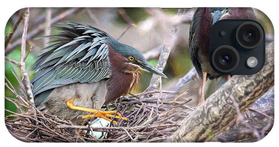 Green Herons iPhone Case featuring the photograph Green Heron Nesting by Jaki Miller