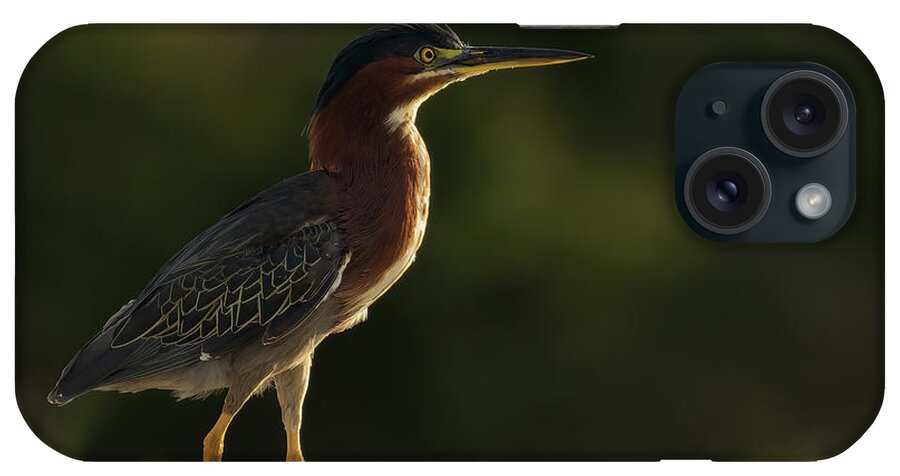 Green Heron iPhone Case featuring the photograph Green Heron Strut by RD Allen