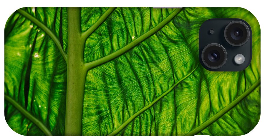 Nature iPhone Case featuring the photograph Green by Judy Cuddehe