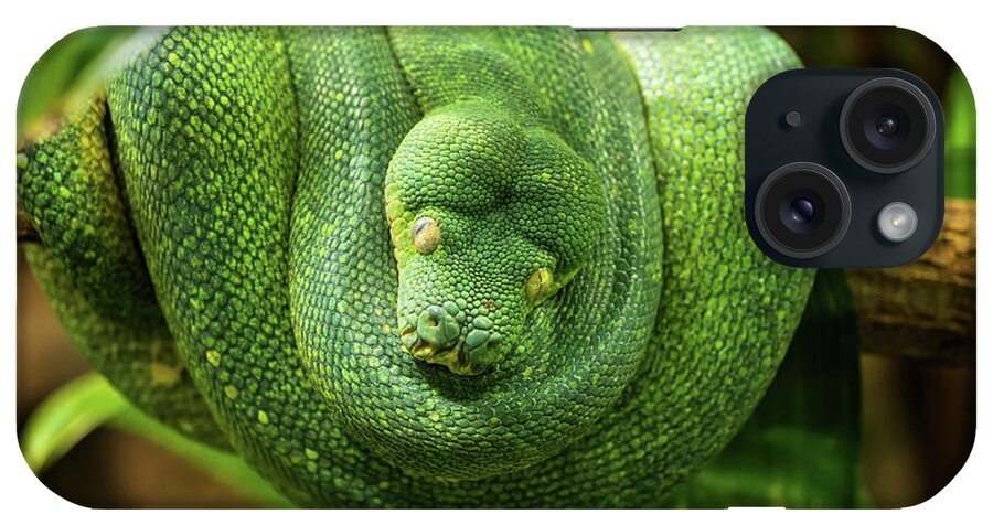 Green iPhone Case featuring the photograph Green Tree Python On Tree Branch by Artur Bogacki