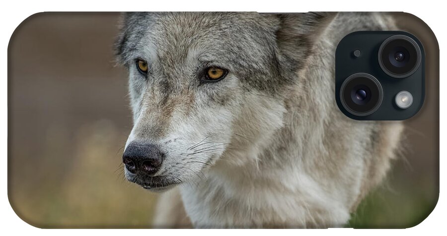 Grey Wolf iPhone Case featuring the photograph Grey Wolf Eyes by Yeates Photography