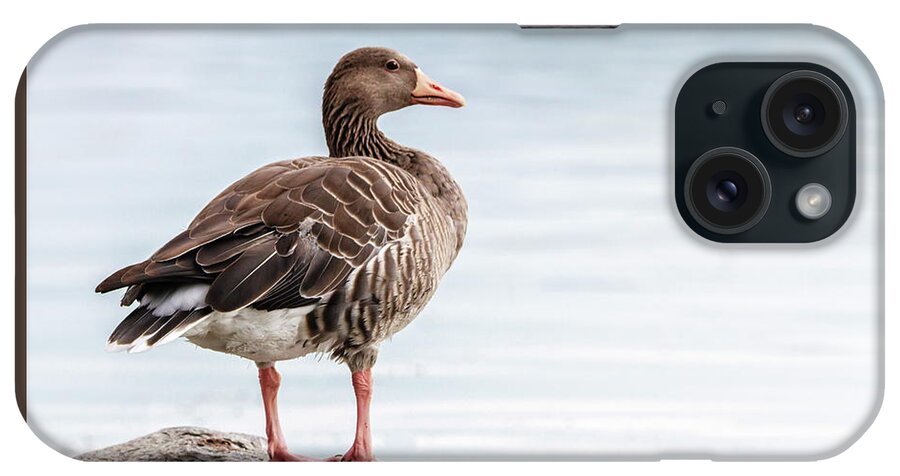 Greylag iPhone Case featuring the photograph Greylag goose, Anser Anser, standing on a rock by Elenarts - Elena Duvernay photo