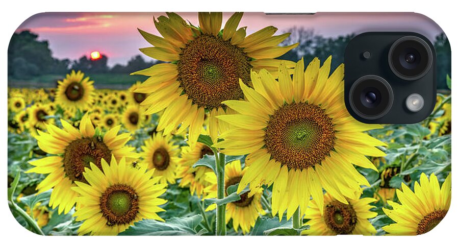 Kansas Sunflowers iPhone Case featuring the photograph Grinter Sunflower Farm Sunset Panorama - Lawrence Kansas by Gregory Ballos