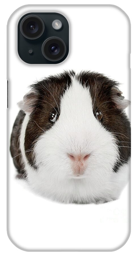 Guinea Pig iPhone Case featuring the photograph Guinea Pig Joy by Renee Spade Photography