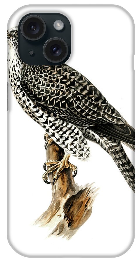 Gyr Falcon iPhone Case featuring the drawing Gyrfalcon by Von Wright brothers