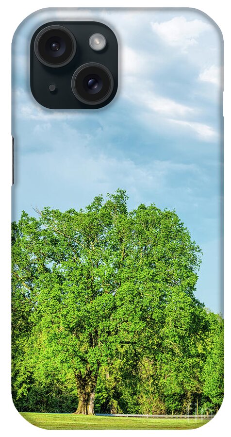 Elm iPhone Case featuring the photograph Half Elm Tree Half Sky by Jennifer White